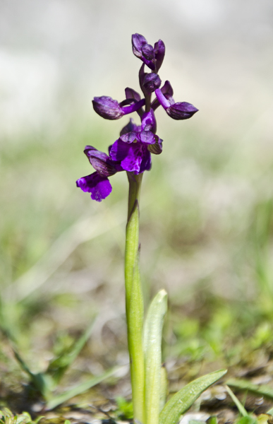 Orchidee da identificare